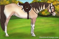 Horse Color:Amber Champagne Onyx