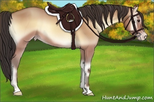 Horse Color:Amber Champagne Onyx