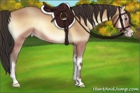 Horse Color:Amber Champagne Onyx 