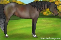 Horse Color:Brown 