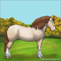 Horse Color:Buckskin Pearl Dun Sabino Rabicano