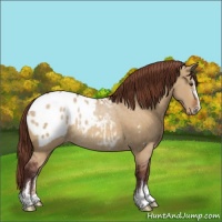 Horse Color:Chocolate Buckskin Dun Sabino Varnish Rabicano 