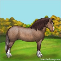 Horse Color:Chocolate Brown Dun Sabino Rabicano