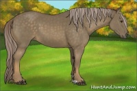 Horse Color:Chocolate Palomino