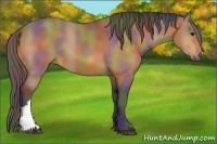 Horse Color:Nacre Buckskin 