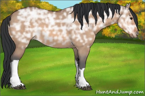 Horse Color:Bay Ice Dun 