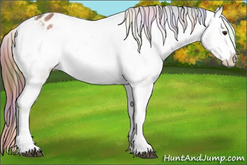 Horse Color:Nacre Red Onyx Splash Appaloosa 