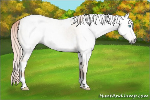 Horse Color:Gray White Spotted Cremello Dun Appaloosa 