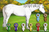 Horse Color:Gray White Spotted Silver Bay Dun Splash Appaloosa 