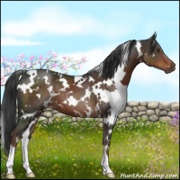 Horse Color:White Spotted Liver Chestnut 