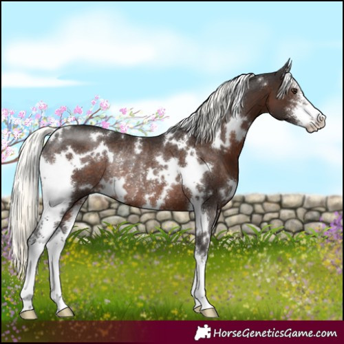 Horse Color:White Spotted Liver Chestnut Mushroom Sabino Rabicano 