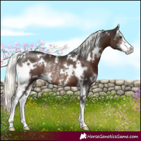 Horse Color:White Spotted Liver Chestnut Mushroom Sabino Rabicano