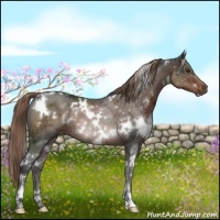 Horse Color:White Spotted Liver Chestnut Rabicano 