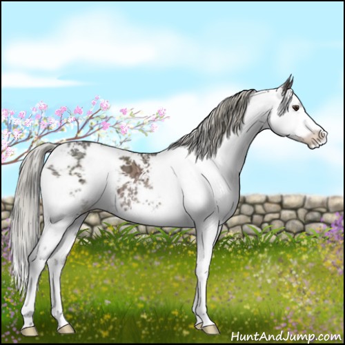 Horse Color:Liver Chestnut Ice Sabino Splash 