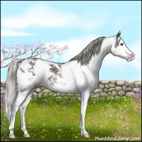 Horse Color:Liver Chestnut Ice Sabino Splash 