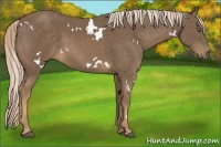 Horse Color:White Spotted Chocolate Palomino