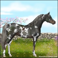 Horse Color:White Spotted Liver Chestnut 