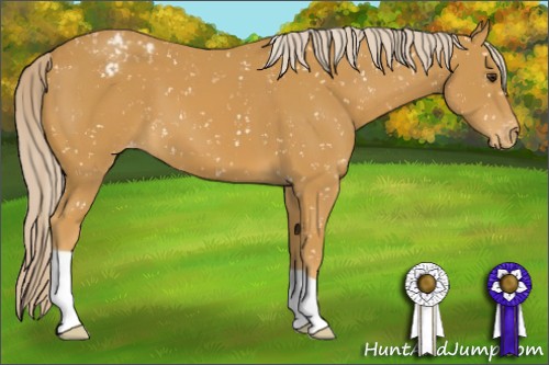 Horse Color:Palomino Appaloosa 