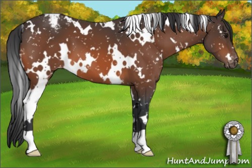 Horse Color:White Spotted Bay Appaloosa 