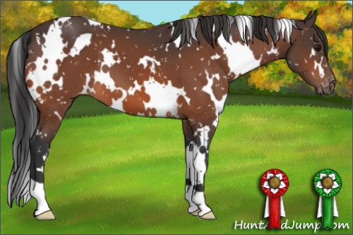 Horse Color:White Spotted Bay Appaloosa 