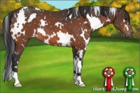Horse Color:White Spotted Bay Appaloosa 