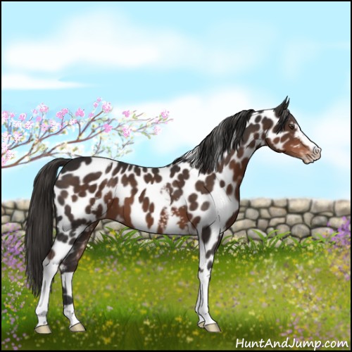Horse Color:White Spotted Liver Chestnut Appaloosa