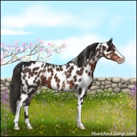 Horse Color:White Spotted Liver Chestnut Leopard
