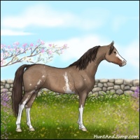 Horse Color:White Spotted Liver Red Dun 