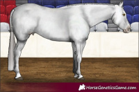 Horse Color:White Spotted Liver Chestnut Appaloosa Rabicano