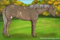 Horse Color:White Spotted Chocolate Palomino 