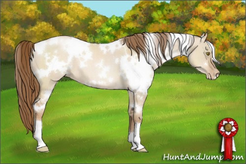 Horse Color:White Spotted Liver Red Dun Pearl 