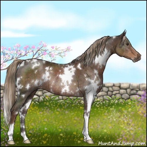 Horse Color:White Spotted Liver Chestnut Rabicano 