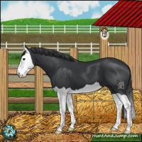 Horse Color:Black Splash 