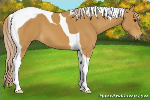 Horse Color:Palomino Tobiano