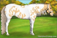 Horse Color:Palomino Tobiano Appaloosa