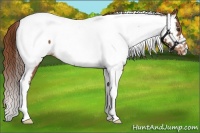 Horse Color:Chestnut Tobiano Appaloosa 