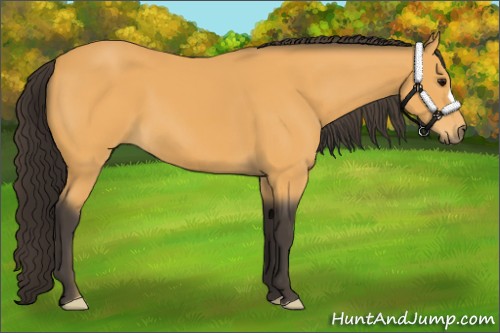 Horse Color:Buckskin 