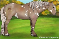 Horse Color:White Spotted Chocolate Silver Black Sabino 