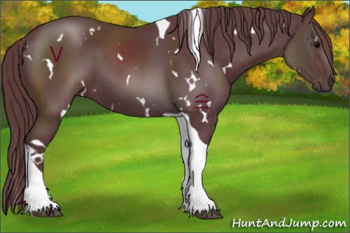 Horse Color:White Spotted Chocolate Black Tobiano