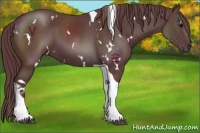 Horse Color:White Spotted Chocolate Black Tobiano 