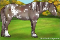Horse Color:White Spotted Chocolate Black Sabino 