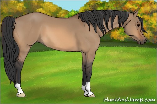 Horse Color:Bay Dun 
