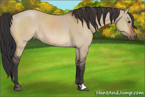 Horse Color:Bay Dun