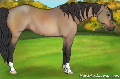 Horse Color:Bay Dun