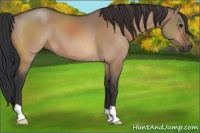 Horse Color:Bay Dun 