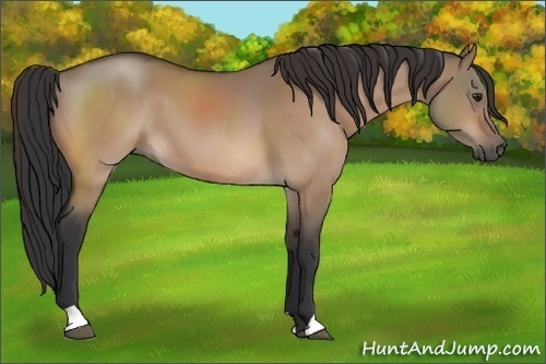Horse Color:Brown Dun 