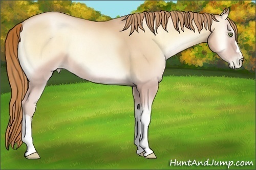 Horse Color:Gold Champagne Pearl Onyx