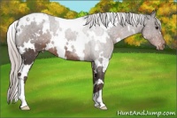 Horse Color:White Spotted Silver Black Appaloosa Rabicano 