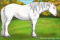 Horse Color:White Spotted Silver Bay Dun Splash Tobiano Rabicano 