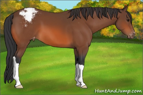 Horse Color:Bay Appaloosa 